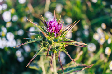 Wild prickly plant, blured background, bokeh