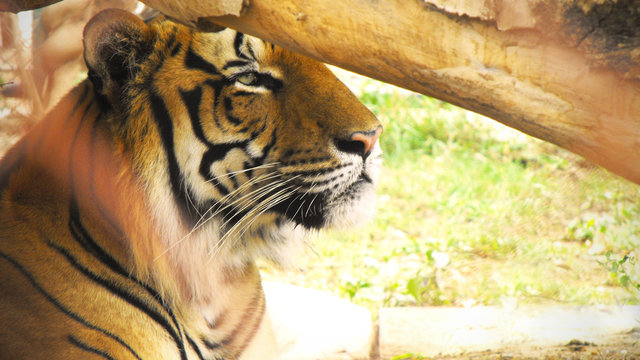 「Tigresa」の画像 - 82 件の Stock 写真、ベクターおよびビデオ | Adobe Stock