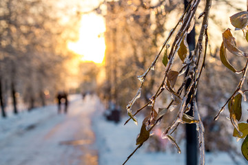 Icy bushes and trees after the icy rain

