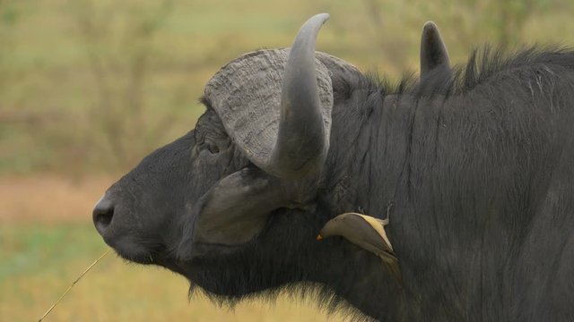 Close up of a Cape buffalo and an oxpecker
