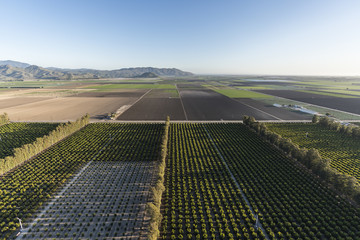 Aerial view of citrus orchards and coastal farm fields near Camarillo in Ventura County,...