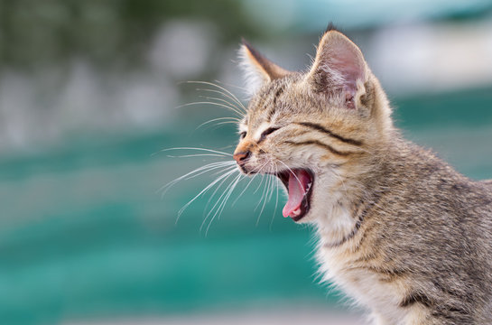 Yawning small kitten