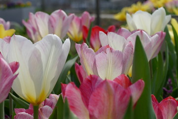 Pink and white tulips