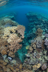 Naklejka na ściany i meble Shallow Coral Reef and Crevice in Misool, Raja Ampat