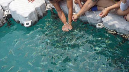 underwater fish swarm