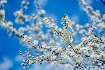 Spring