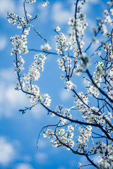Spring