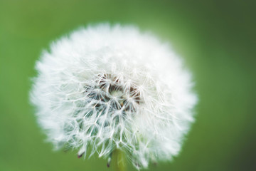 Fototapeta premium Spring and dandelions