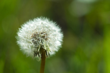 Spring and dandelions