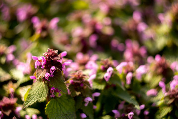 Spring and blue flowers