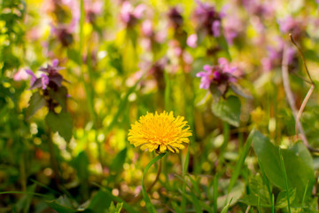 Spring and dandelions