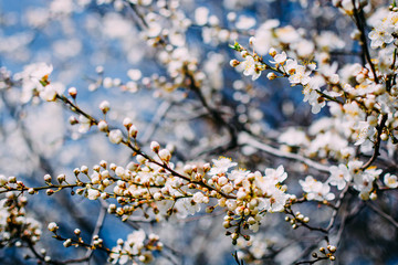 Spring