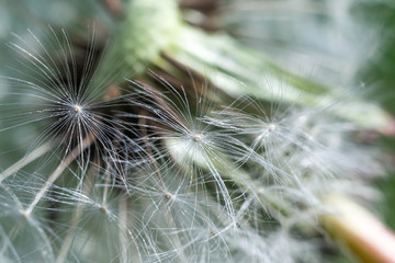 Spring and dandelions