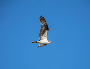 osprey soaring high has spotted something