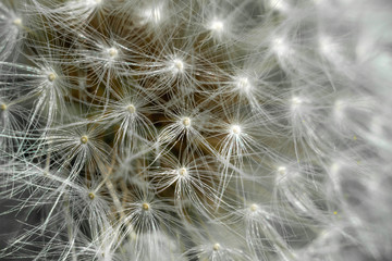 Spring and dandelions