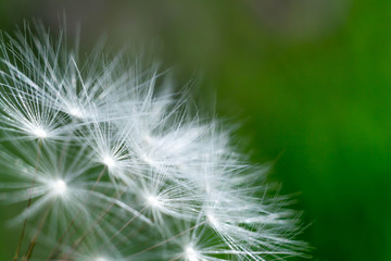 Spring and dandelions