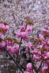 Double cherry blossoms