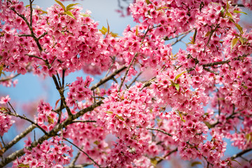 pink sakura flowers of thailand blooming in the winter with selective focus technique