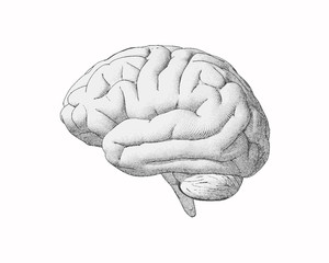 Monochrome vintage drawing brain illustration