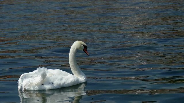 White mute swan swims on Ohrid Lake, Macedonia.
Wounded swan with an injured wing.
Lonely bird, Cygnus olor, with a broken wing.