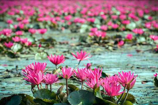 Fototapeta red water lily in lake with selective focus technique