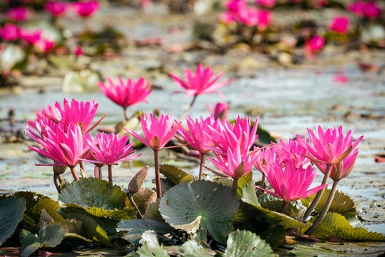Fototapeta red water lily in lake with selective focus technique