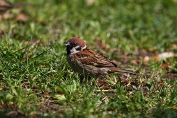 Sparrow of Yokohama Park