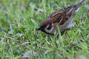 Sparrow of Yokohama Park