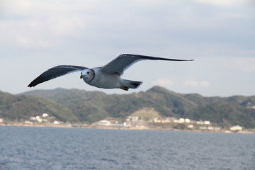 Fototapeta na wymiar Sea with seagulls