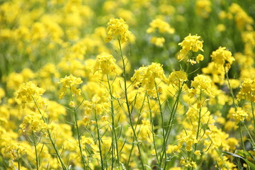 Obraz premium Rape blossoms in spring