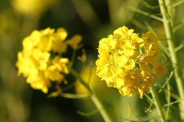Rape blossoms in spring