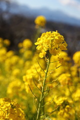 Fototapeta premium Rape blossoms in spring