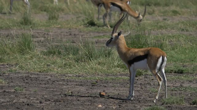 Thomson's gazelle calf