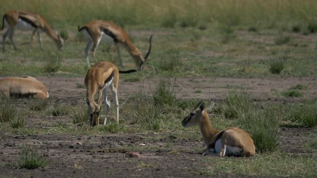 Thomson's gazelles grazing and lying down