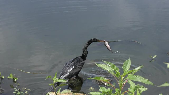 anhinga with a catfish