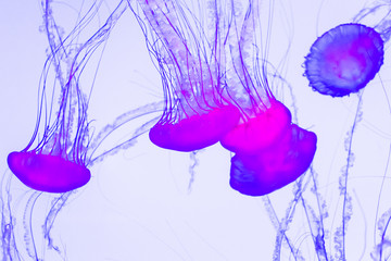 Jellyfish, Pacific sea nettle Chrysaora fuscescens.