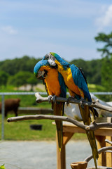 Two parrots telling secrets Pair of macaw parrots in the wild