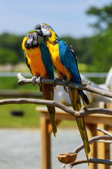 Colorful parrot stand on the tree. Portrait parrot or colorful parrot is looking for other parrots.