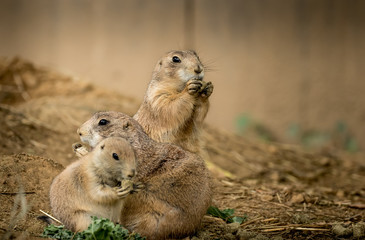 Ground Squirrel