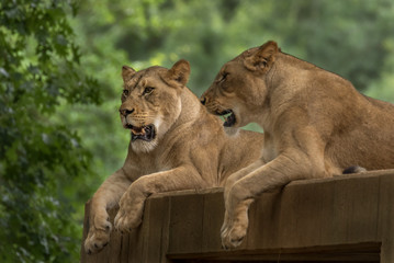 Lion