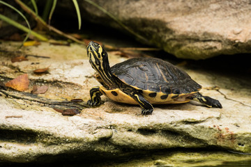 Turtle