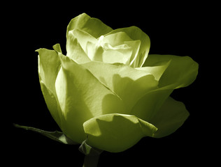 Yellow-green  rose.  Flower  on a black isolated background . Close-up.  Shot of light blue flower. Nature.