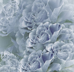 Floral  vintage  blue-violet  beautiful background.  Flower composition. Bouquet of flowers from  blue roses. Close-up. Nature.