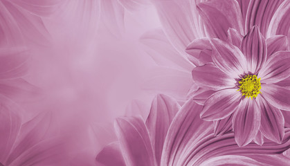 Obraz premium Floral pink beautiful background. Flower composition of flowers daisy. Place for text. Nature.