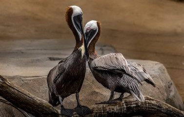 pelican