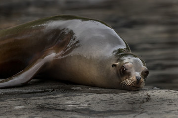 Seal