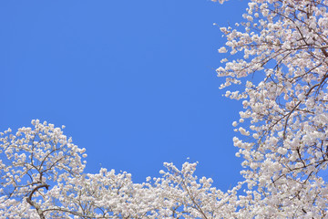 コピースペース　青空と桜
