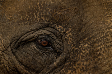 Elephant  Eye