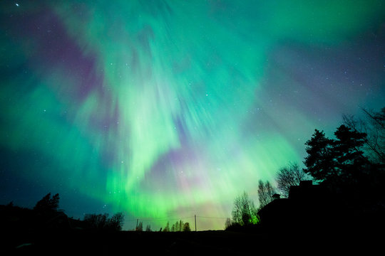 Northern lights aurora borealis tree landscape at night