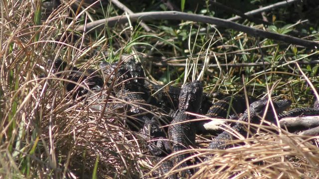 baby alligators sunning on a bank